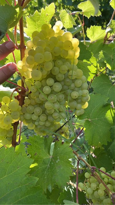 Struguri pentru vin