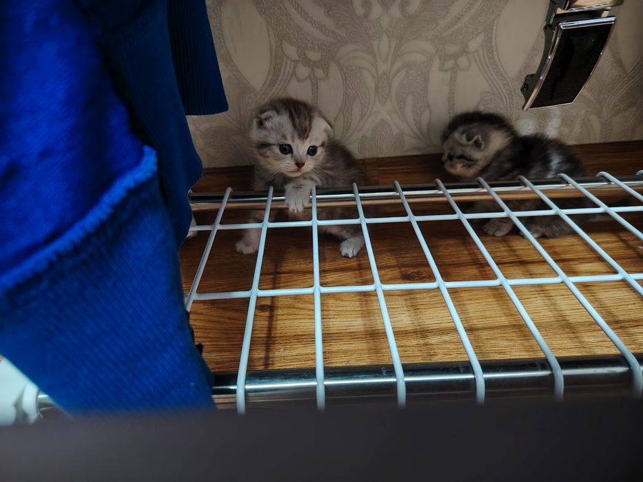 Продам милые котята