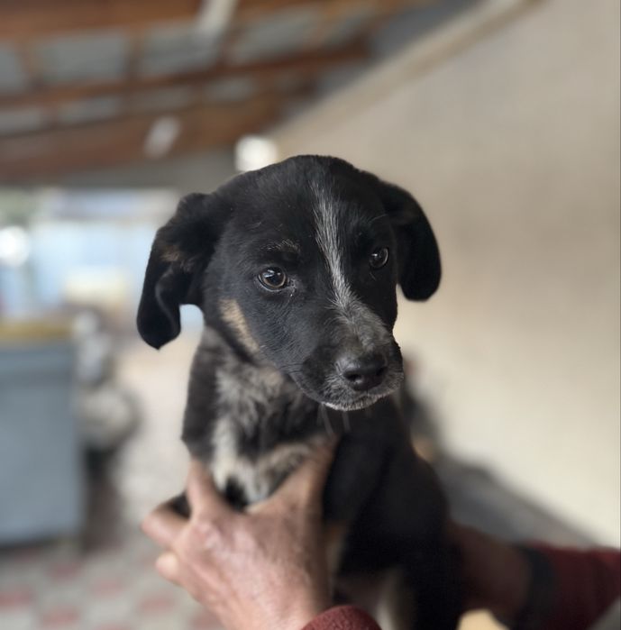 Отдадим щенка бесплатно мальчик