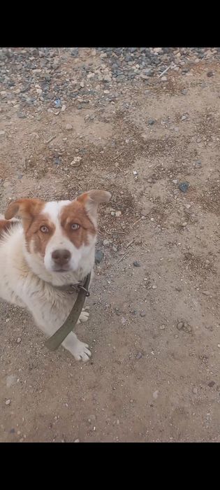 Продаеться собака