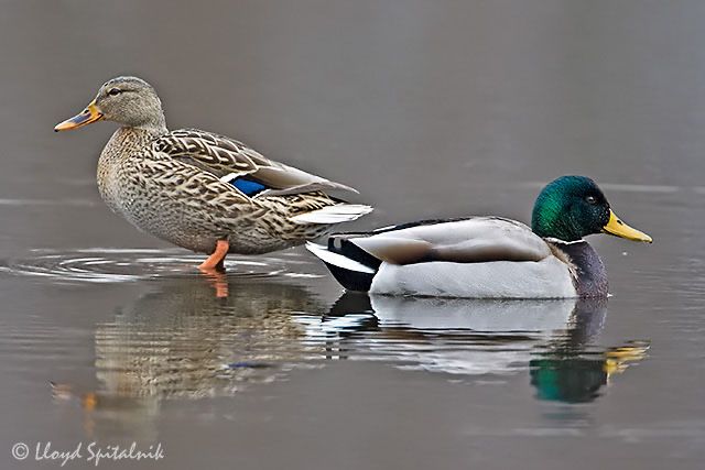 Induk õrdak induvutka tuxumlari bor