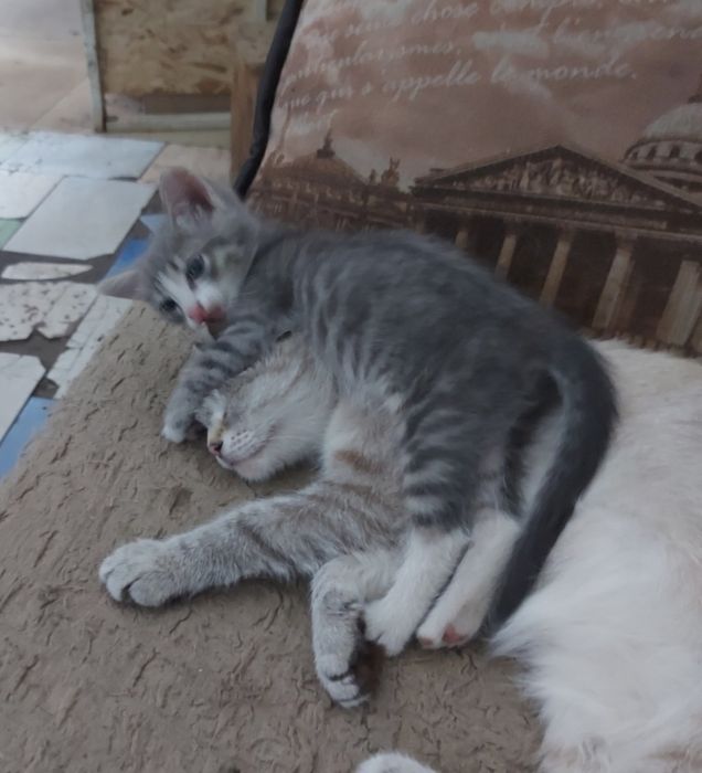 Отдвм котенка мальчик 2 мес