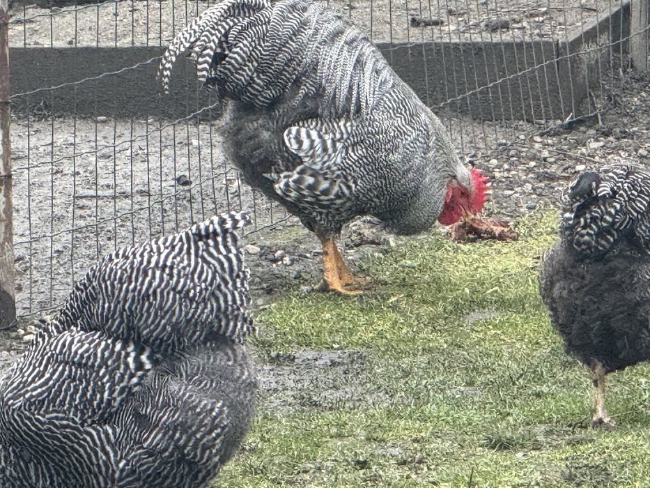 Cocosi rasa playmouth rock barat