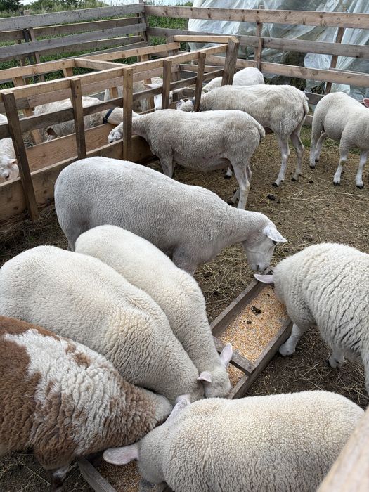 Oi/miei metis texel