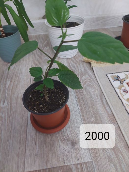 Комнатные растение