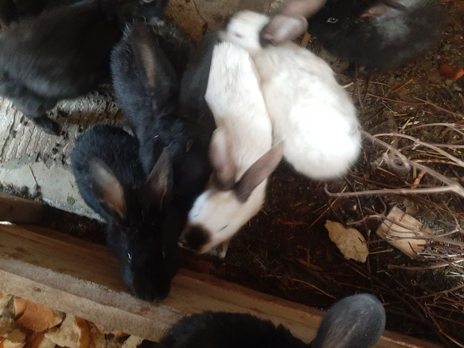 Кролики белый черные