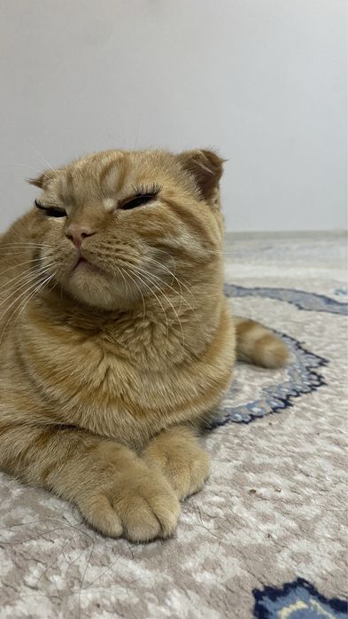 Zor mushu silaga yoqib qoladi skottish fold rassayam oynoqi og’il bola