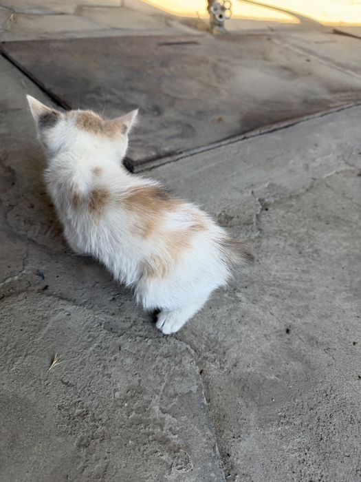 Котенок маленький, 2-3 меясяц девочка