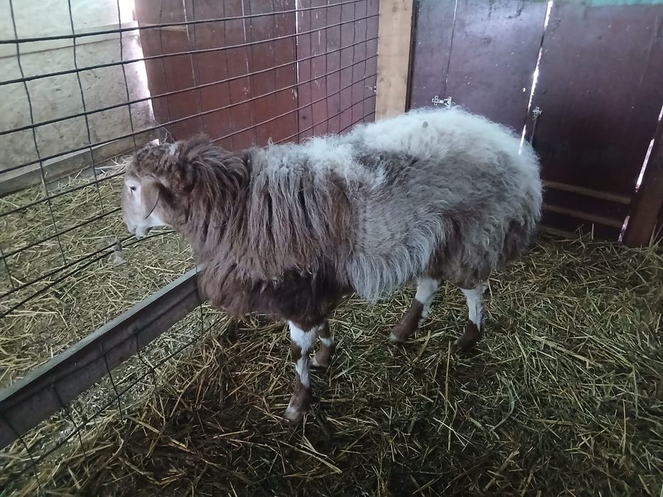 Отличный кошкар-производитель
