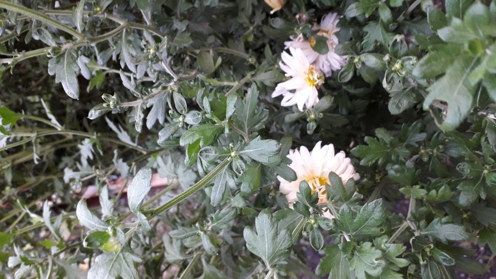 Астры,папоротник,мята,мелисса, ромашка