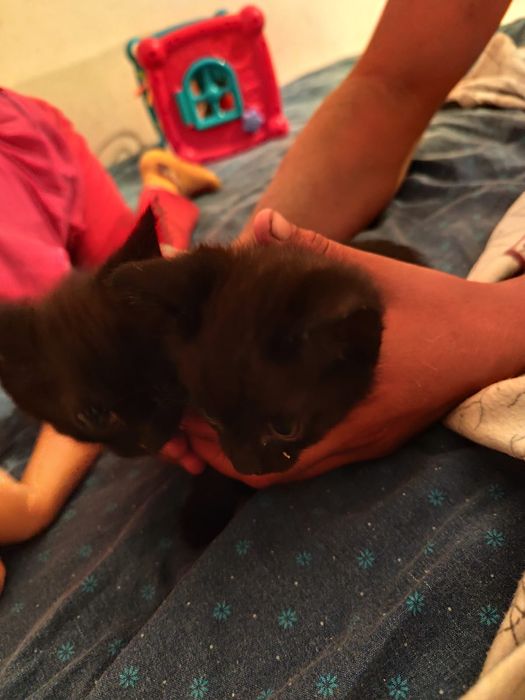 Самалийская кошка с гарантией