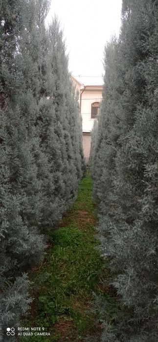 Arizoniskiy kiparis sotiladi oladiganla tel qila