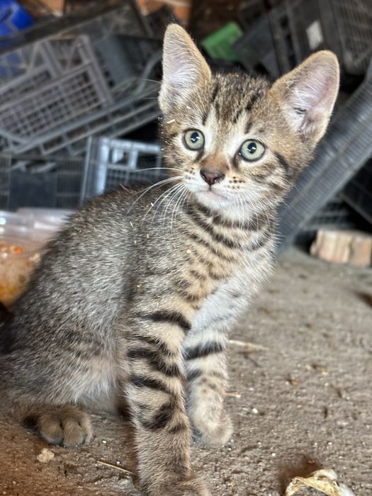 Малки котенца подарък