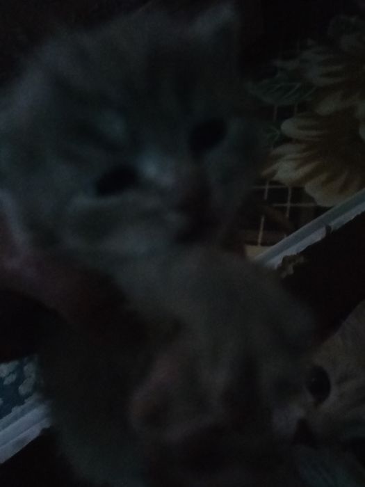 Британский котенок,