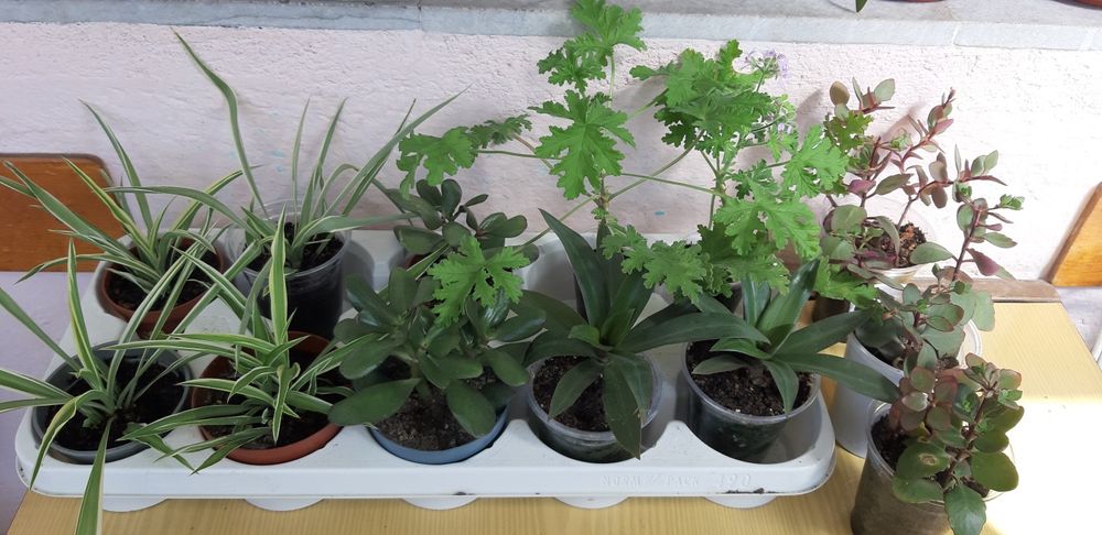 Дърво живота,амарилис,каланхое,индрише,мушкато,хлорофитум,традисканция