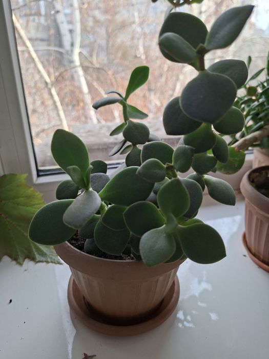 Продам комнатные цветы