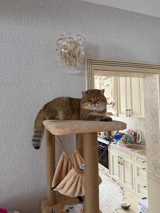 Британские котята