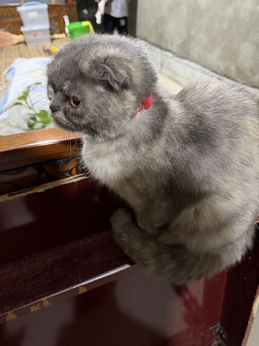 Отдам в добрые руки беременную кошку , шотландская вислоухая