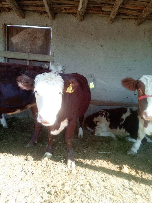 Гренфорд, сментал гунажинлар сотилади