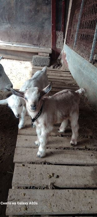 Альпи еркек лақ 15 мың