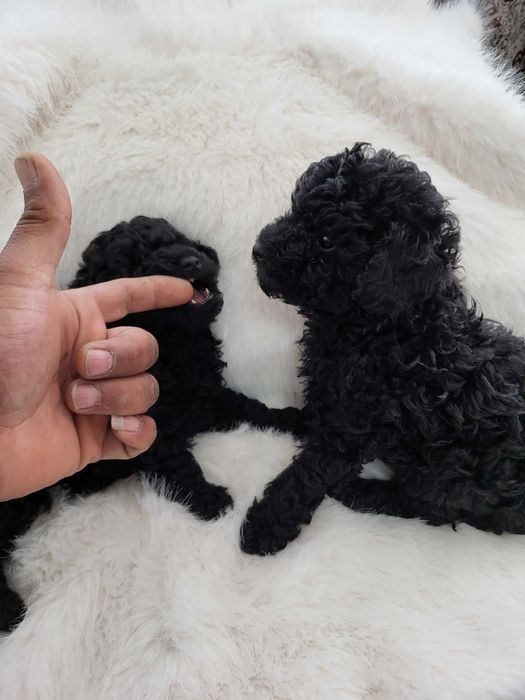 Toy Pudel  женски и мъжки