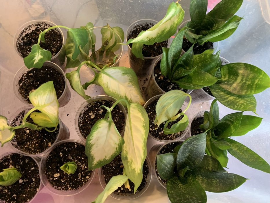 Продам Калатея, Диффенбахия, Сансевиерия, Пальму