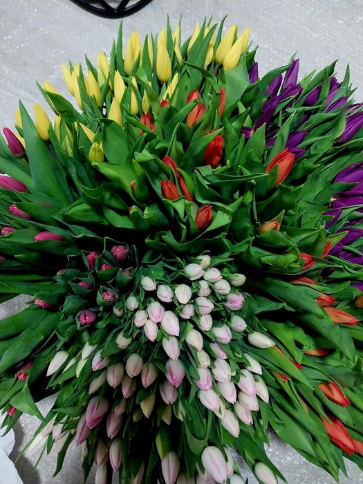 Тюльпаны оптом 430