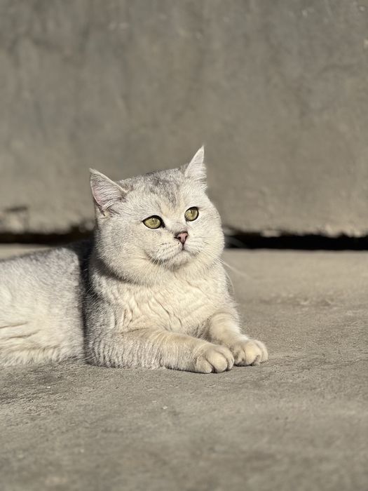 Вязка хизмати !!! Симба  киз мушулани свиданияга таклиф килади