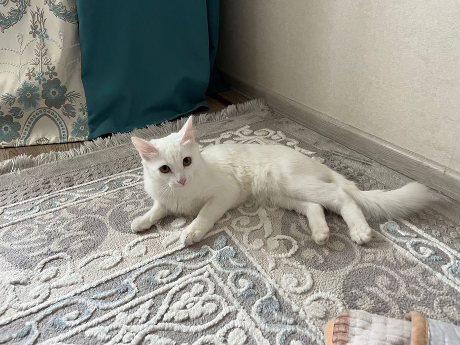 Отдам кошку в добрые руки