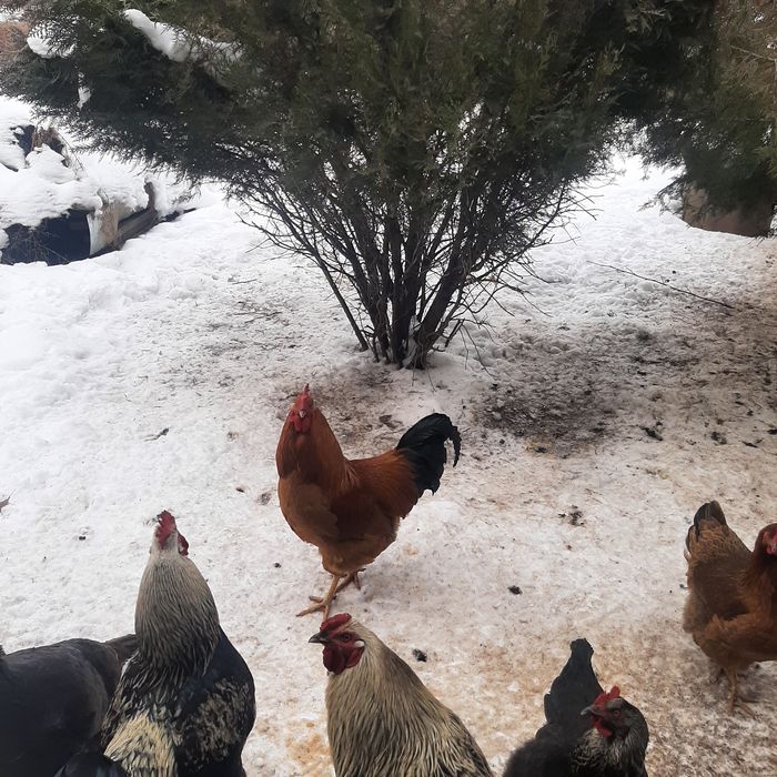 Петухи Продаётся