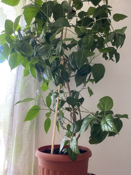 Комнатные цветы Роза