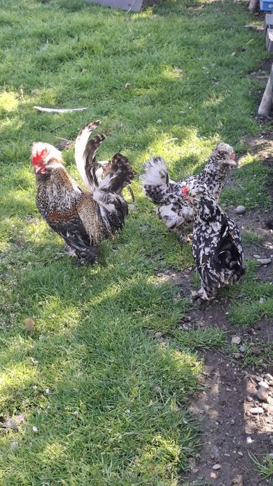 PUI Struma bantam
