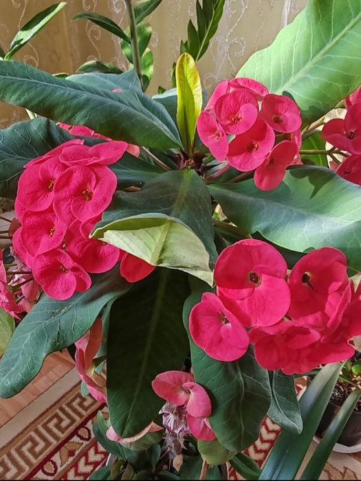 Шикарные цветущие цветы