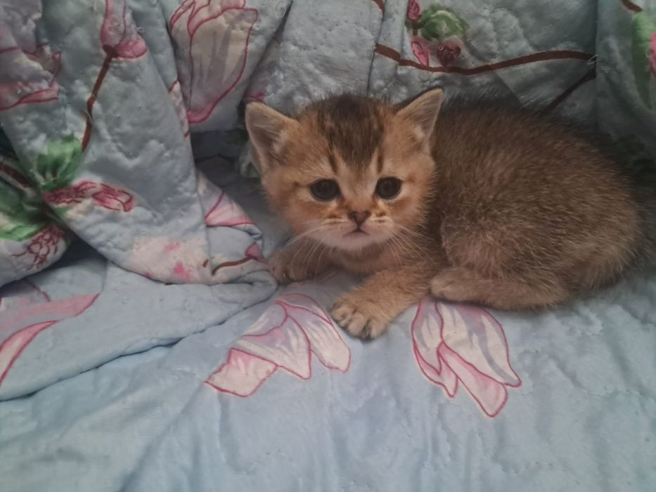 Продам  чистокровных котят