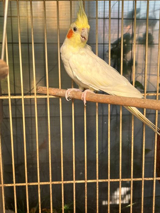 Papagal Ninfă varsta aproximativ 2 ani și jumătate