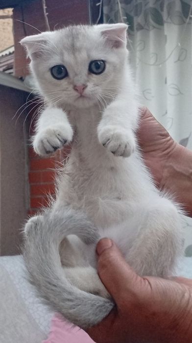 Срочно продаются шотландские котята серебряная шиншилла