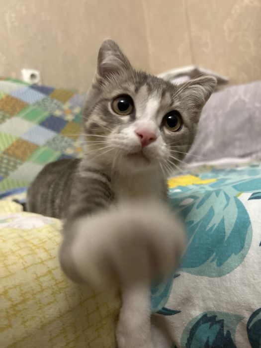 Кот, мальчик! В хорошие руки