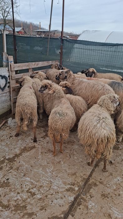 Vand oi si berbeci grasi