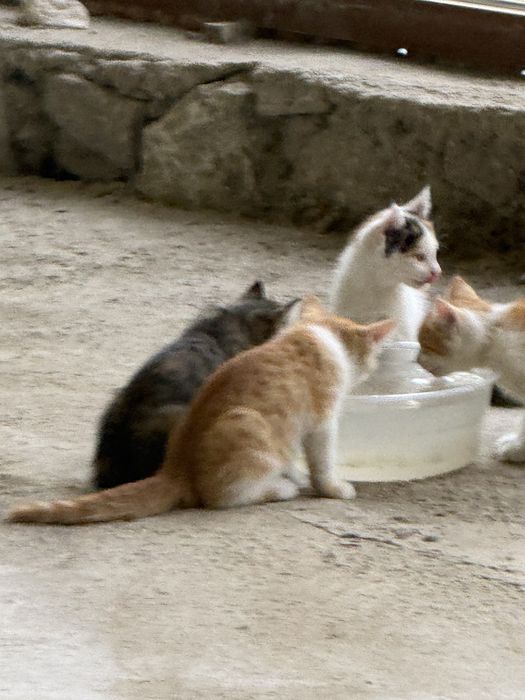 Котята 2,5 месяца бесплатно