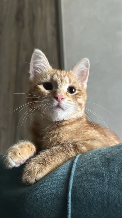 Котенок девочка Люмми