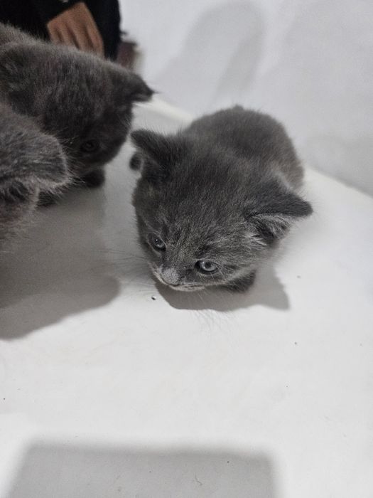 Мушук боласи сотилади