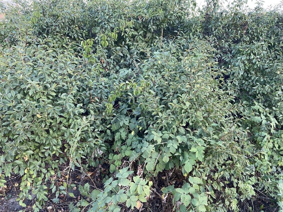 Продам дачу в экологически чистом районе