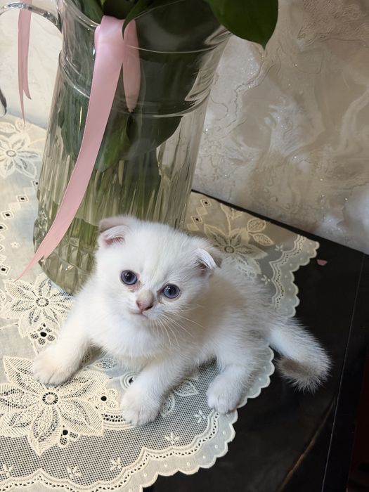 Продается котик премиум класса