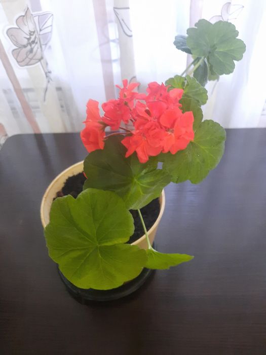 Продается домашний цветок