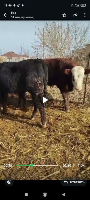 11 бас семиз 1.-1.5 ж аралыгында