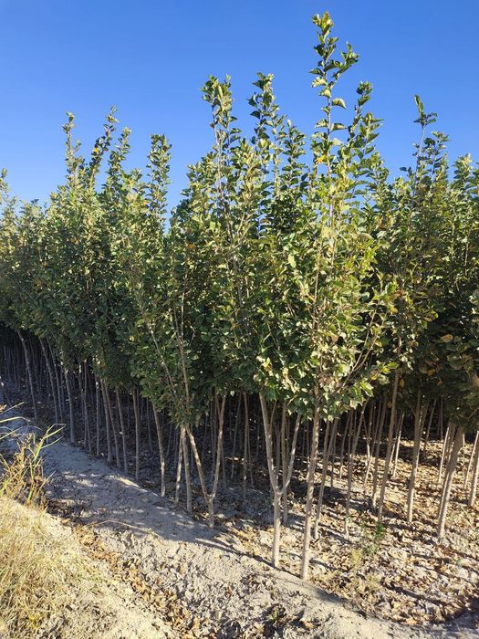 Sada qayrag'och sotiladi