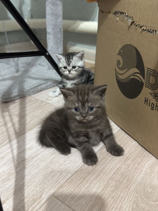 Котенки девочки!!!