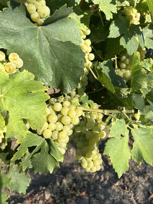 Struguri de vanzare, otonel, ceasla , de vin si de masa