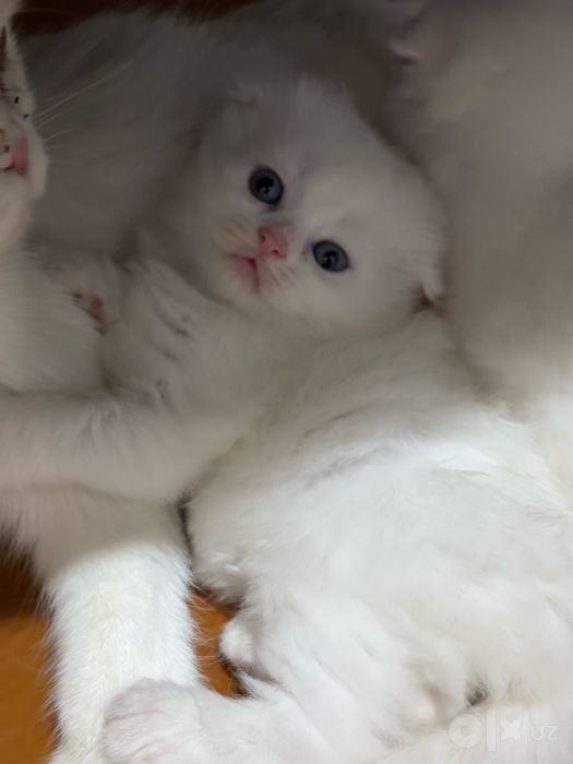 продаю породистых котят