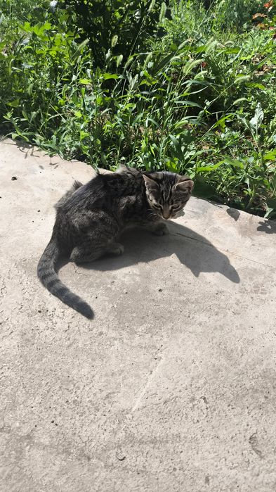 Отдам двух котят в добрые руки